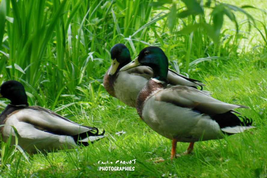 Photographies animalières...........