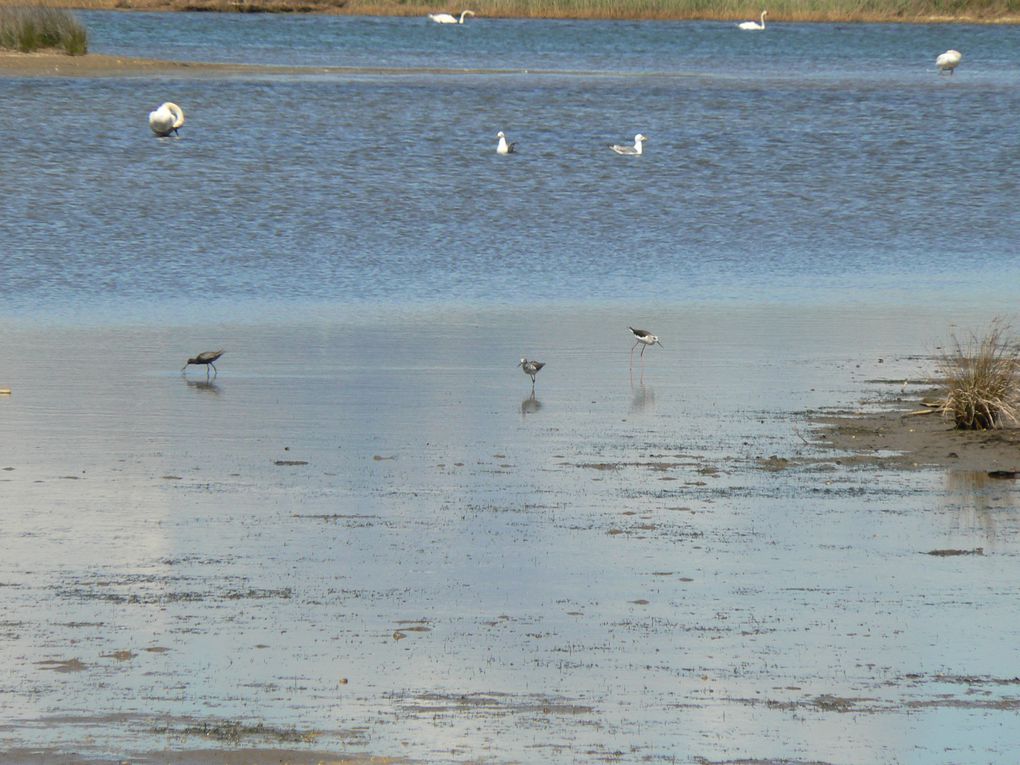 Album - Etang-de-Villepey (mai 2012)