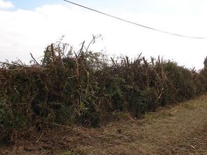 La Moisson des haies, l'avant COP 21 !