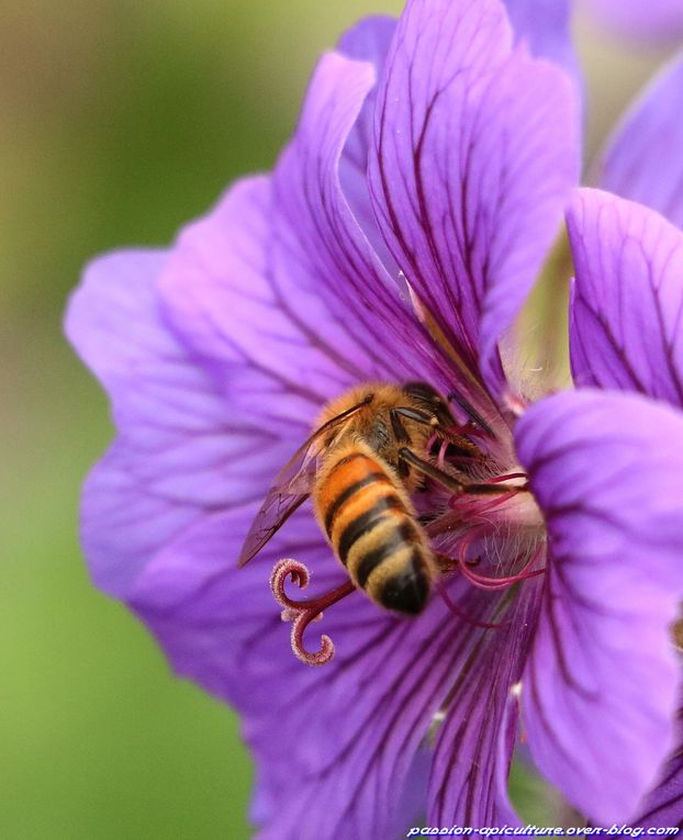 Album - Geranium-Dragon-Heart