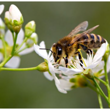 Point de vue : La pression sur les insectes pollinisateurs