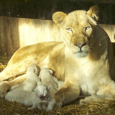 5 lionceaux blancs dans le zoo d'amnéville