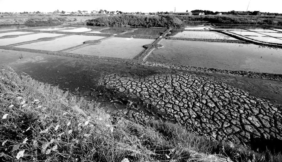 Album - Les Marais-salants de Guerande en noir et blanc