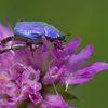 La hoplie bleue (Hoplia coerulea)