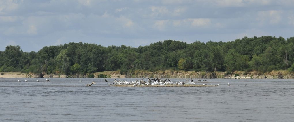 Léodos et Léonidas, 2 kayaks Léo sur la Loire de Pouilly sous Charlieu à Gien, du 1er au 11 août