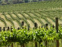 #Viticulture and Vineyards  in New South Wales Australia
