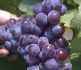 #Isabella Wine Producers  Australia Vineyards 