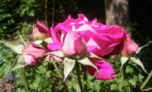 Album - Fleurs-du-jardin