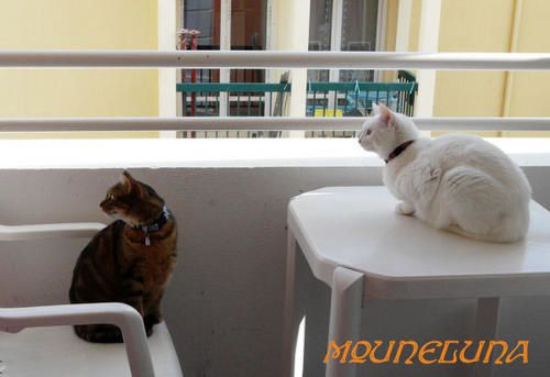 mes chats et tous les animaux qu'ils m'apportent