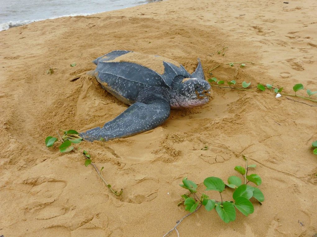 Album - tortues--paresseux