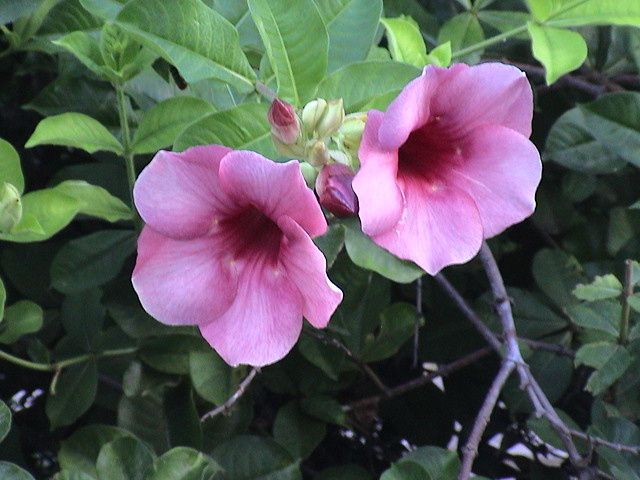 Des fleurs, des oiseaux, la plage...