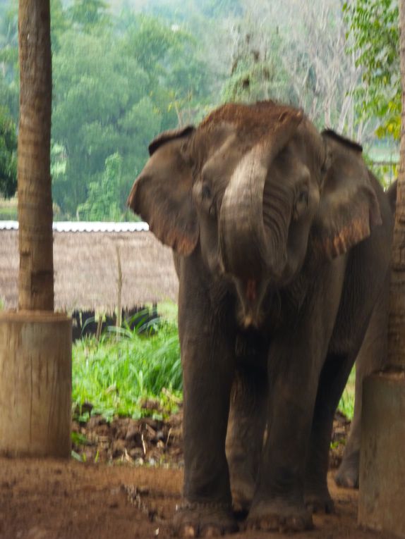 Depart pour le Nord Thailande.
Escale "obligee" a Chiang Mai. Visie de temples, nombreux dans la vieille ville. Training d'elephants.- Pai reggae fest