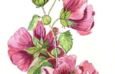 Rose d'Outre-Mer