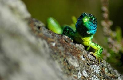 Lézard vert