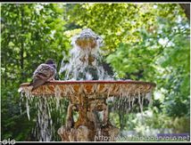 Le pigeon ébouriffé aprés son bain ...