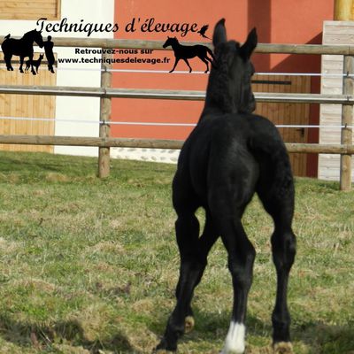 Vermifuger un cheval maigre : une bonne idée ? - Techniques d'élevage