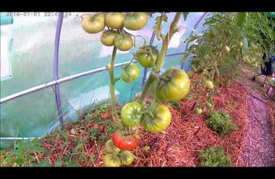 Comment tailler ses tomates !