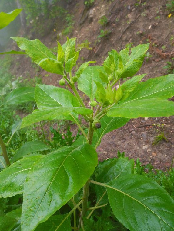 La Belladone, plante pour servir les sorcières au sabbat et la racine en forme de petite main de l'Orchis dactylorhiza.