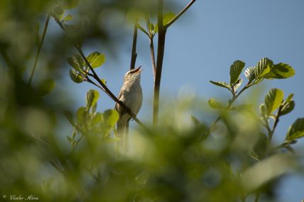 Phragmite des joncs (Acrocephalus schoenobaenus)