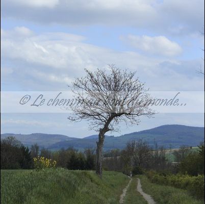 Sentier de terre