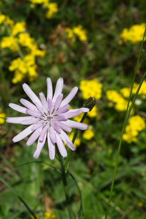 LES FLEURS DU TARN