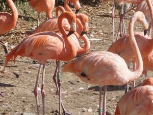 Un endroit magique, le parc des oiseaux à Villard les Dombes près de Lyon