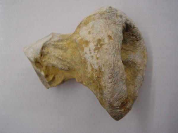 <p>
Des trilobites ordoviciens aux requins miocènes, voici l’essentiel des fossiles de l’Anjou, de la Touraine et du Poitou.
</p>
<p>
Tous appartiennent à ma collection privée.
</p>
<p>
Bonne visite !
</p>
<p>
Phil « Fossil »
</p>