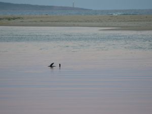 Mallacoota, au coucher du soleil. Pas un chat, juste un phoque et un pélican.