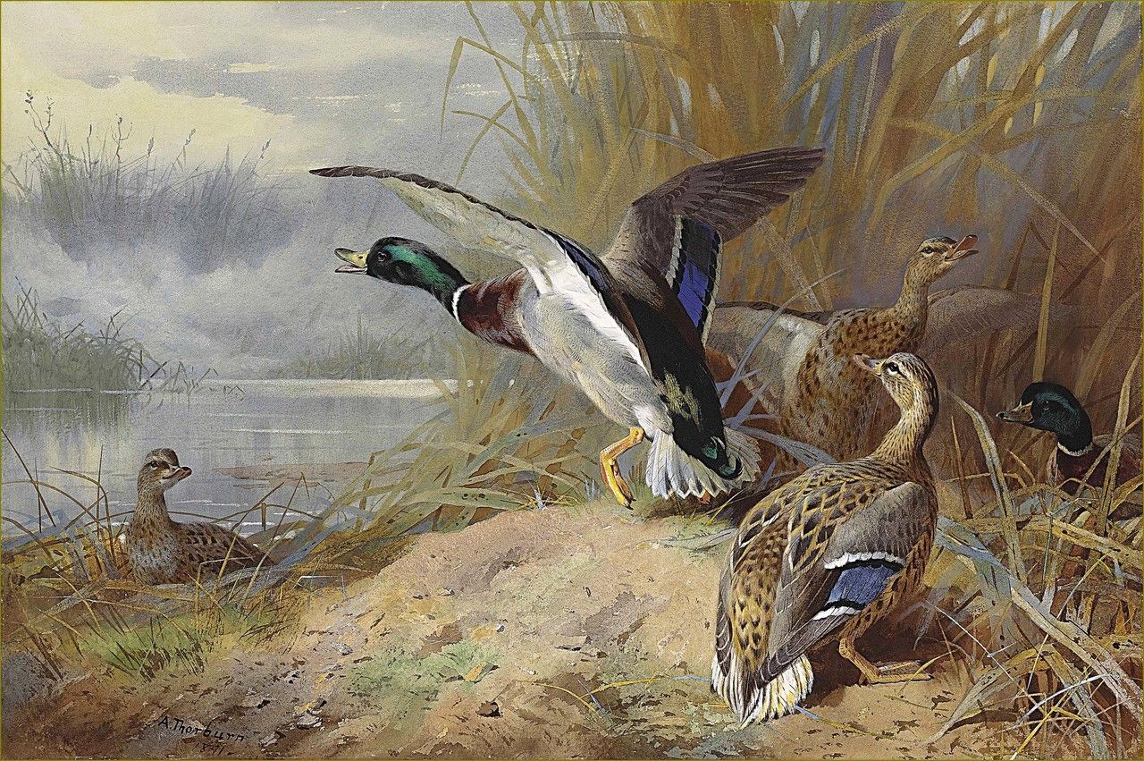 Oiseaux en peinture - Archibald Thorburn (1860-1935)