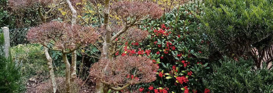 Le jardin de mes parents (février 2021) 