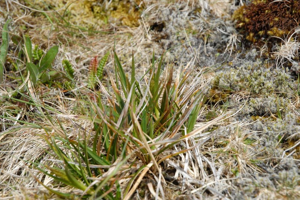 Album - 39-Les-plantes-superieures-natives