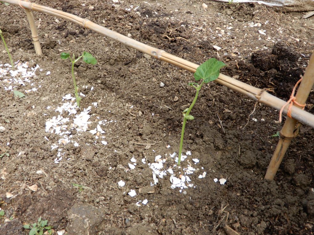 Le potager affiche presque complet