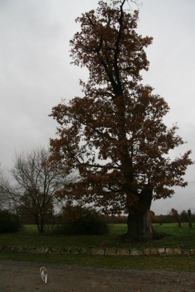 Balade en novembre