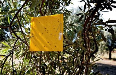 tratamiento ecologico de la mosca del olivo