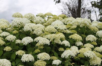 Découvrez l'Hydrangea arborescens 'Annabelle'