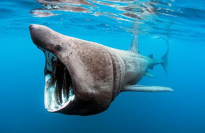 Un requin pelerin se baigne à Wissant