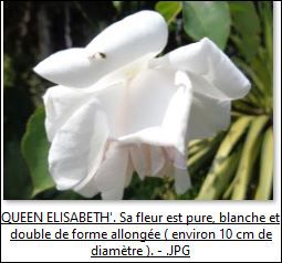 Mon rosier The Queen Elizabeth Blanc