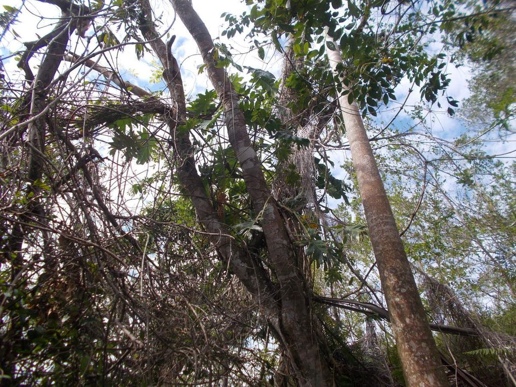 la parc naturel Alejandro Humbolt, le guide doit m envoyer le nom des plantes....baignade au retour a Maguana, les 2 petites baies rouges sont utilisees pour les maracas, l oiseau avec du rouge est le tocororo, oiseau embleme nationale, quand les enfants n avaient pas de cahier ils ecrivaient avec la pointe fournie par un cocotier sur les feuilles vertes les revolutionnaires aussi,  la grenouille est la plus petite du monde, on a pas vu de lamantin dans la baie ou ils se trouvent