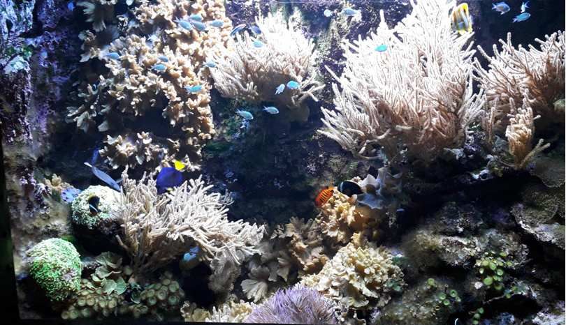 PAIRI DAIZA...UN AQUARIUM DANS UN CHÂTEAU...DU 19 ième SIÈCLE...