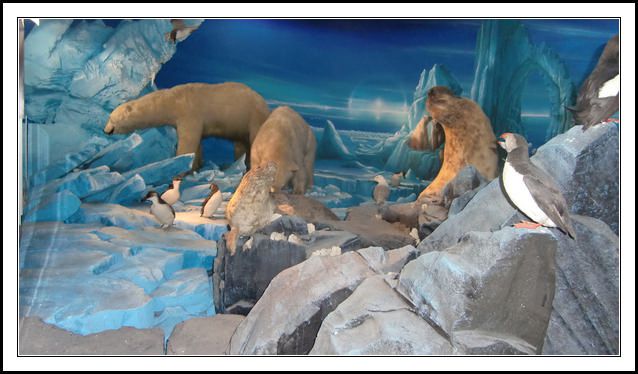 Photos prises dans un musée de Genève, pour le thème photo du mois de novembre: les animaux.