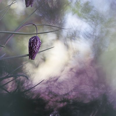 Série fleurs 2025: Anémone Sylvie, Fritillaire Pintade, fleur de Prunus, Cardamine des Prés.