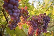 #Rose Mourvedre Producers Washington Vineyards