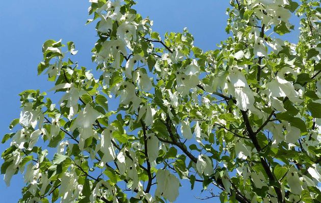 L’arbre aux mouchoirs, Davidia involucrata