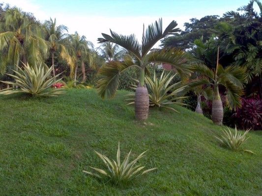 Tree Planting Services La Mirada thumbnail