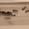 Camponotus Latelaris, une nouvelle expérience.