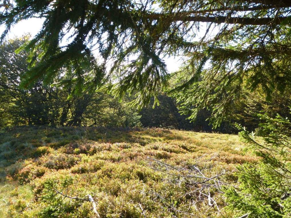 Diaporama : la lande à brimbelles et à callunes du Klintzkopf et son pierrier granitique ...