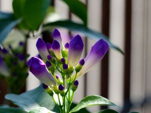 Fleur du jour (19-03)