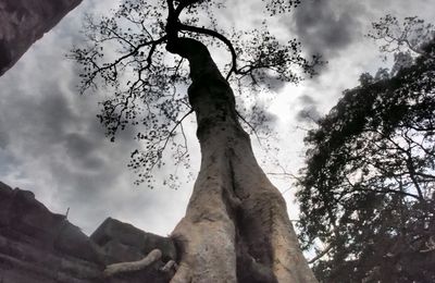 Angkor de nouvelles aventures pour les cocottes !