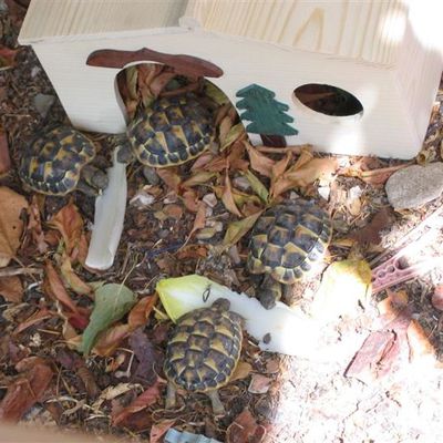 Venez voir mes bébés tortues !