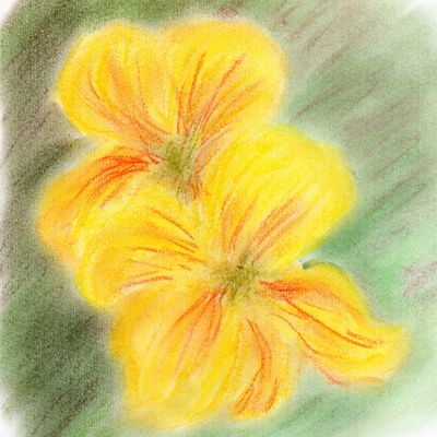 Les fleurs de Justine 2 (pastels secs)